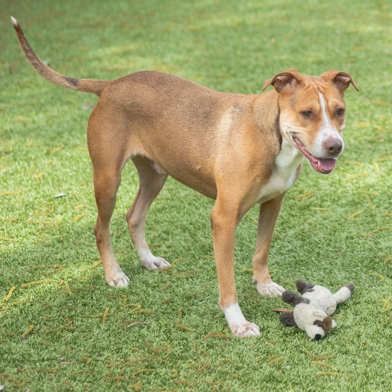 An adult medium-sized male Terrier dog named Brunswick for adoption in Hilton Head Island, SC