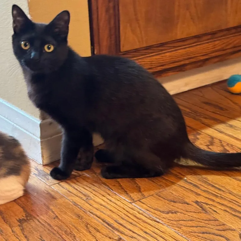 A young small-sized male Black Domestic Short Hair cat named Edison for adoption in Los Angeles, CA