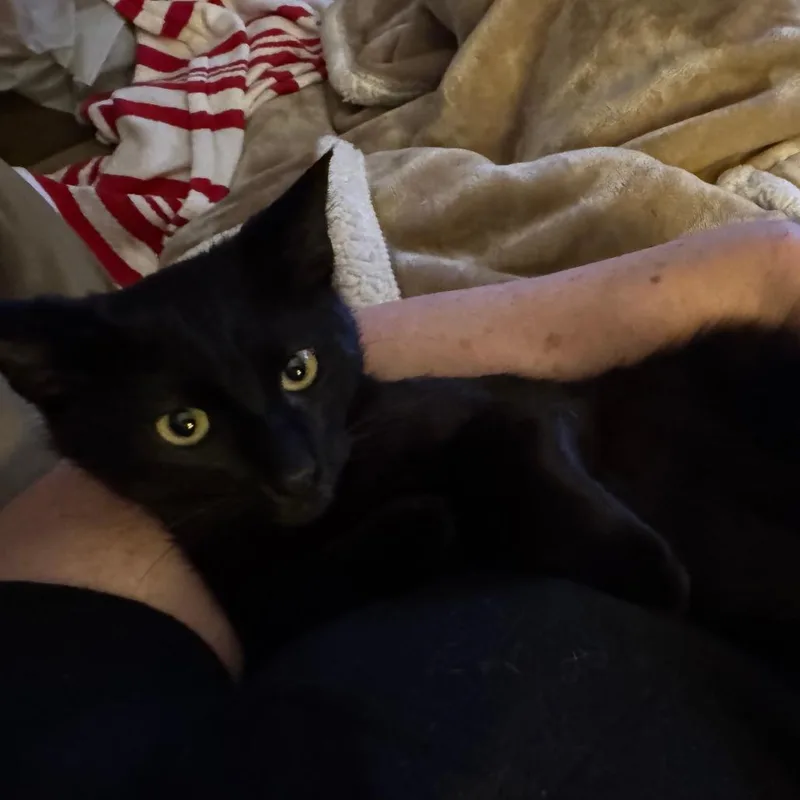 Edison thumbnail 3