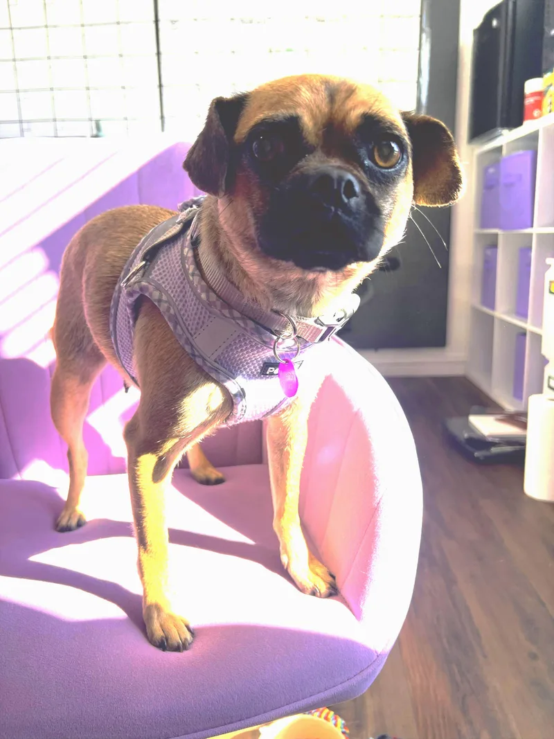 Penelope