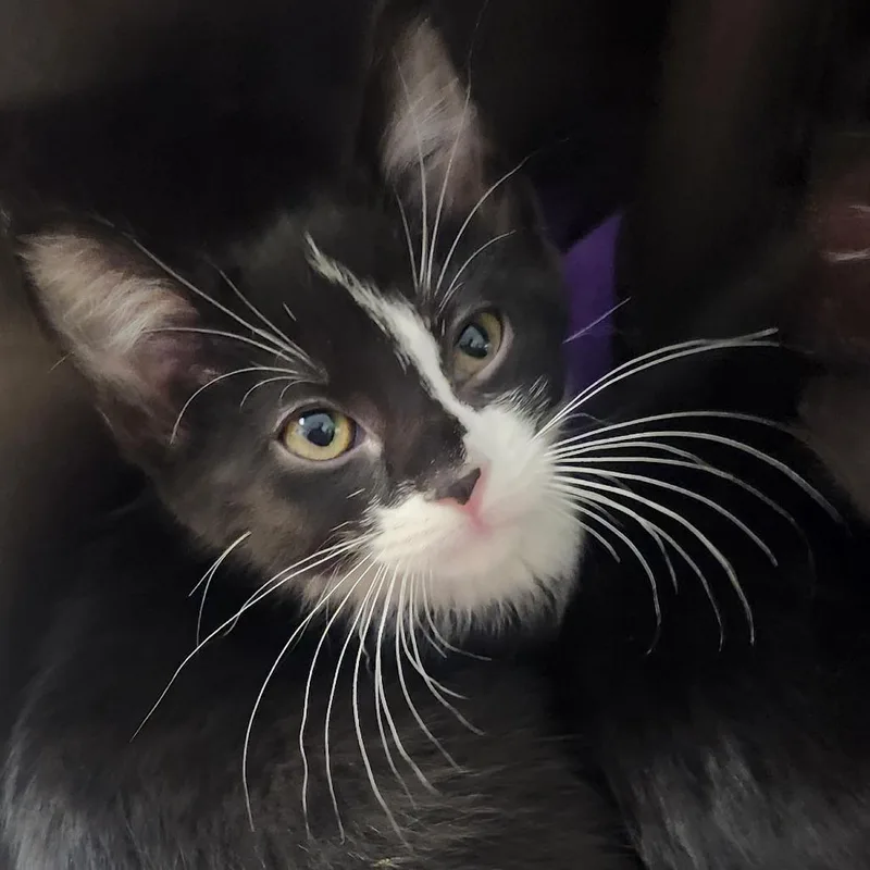 A baby small-sized female Black Domestic Short Hair cat named Charlie for adoption in Columbia Station, OH