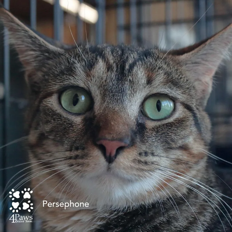 An adult large-sized female Brown / Chocolate Domestic Short Hair cat named Persephone Dodd for adoption in Merrifield, VA
