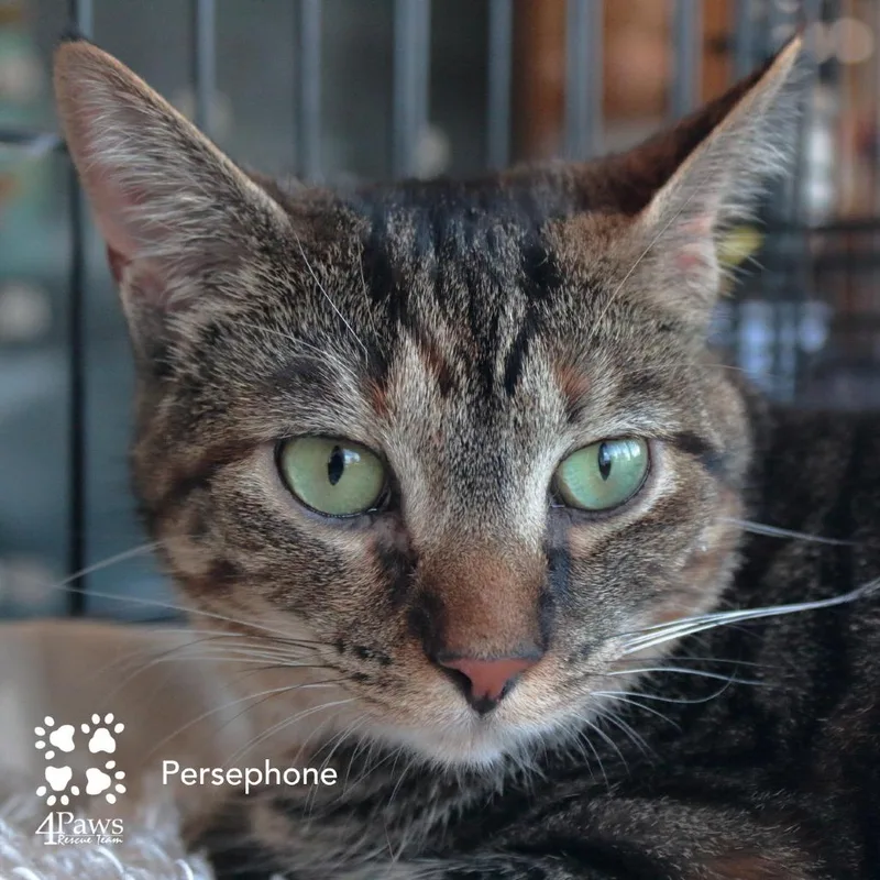 Persephone Dodd thumbnail 6