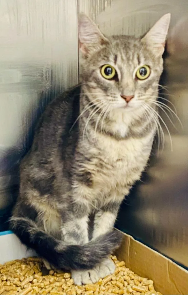 A young large-sized female Domestic Short Hair cat named Spicy Margarita Indoor for adoption in Chickamauga , GA