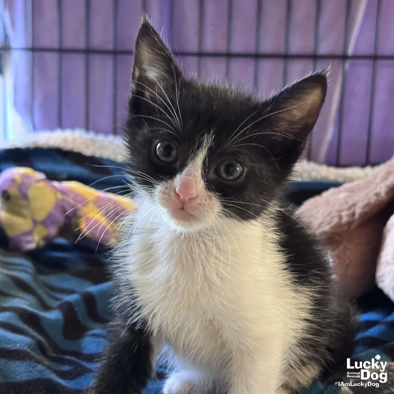 A baby medium-sized female Black & White / Tuxedo Domestic Short Hair cat named Guppy for adoption in Washington, DC