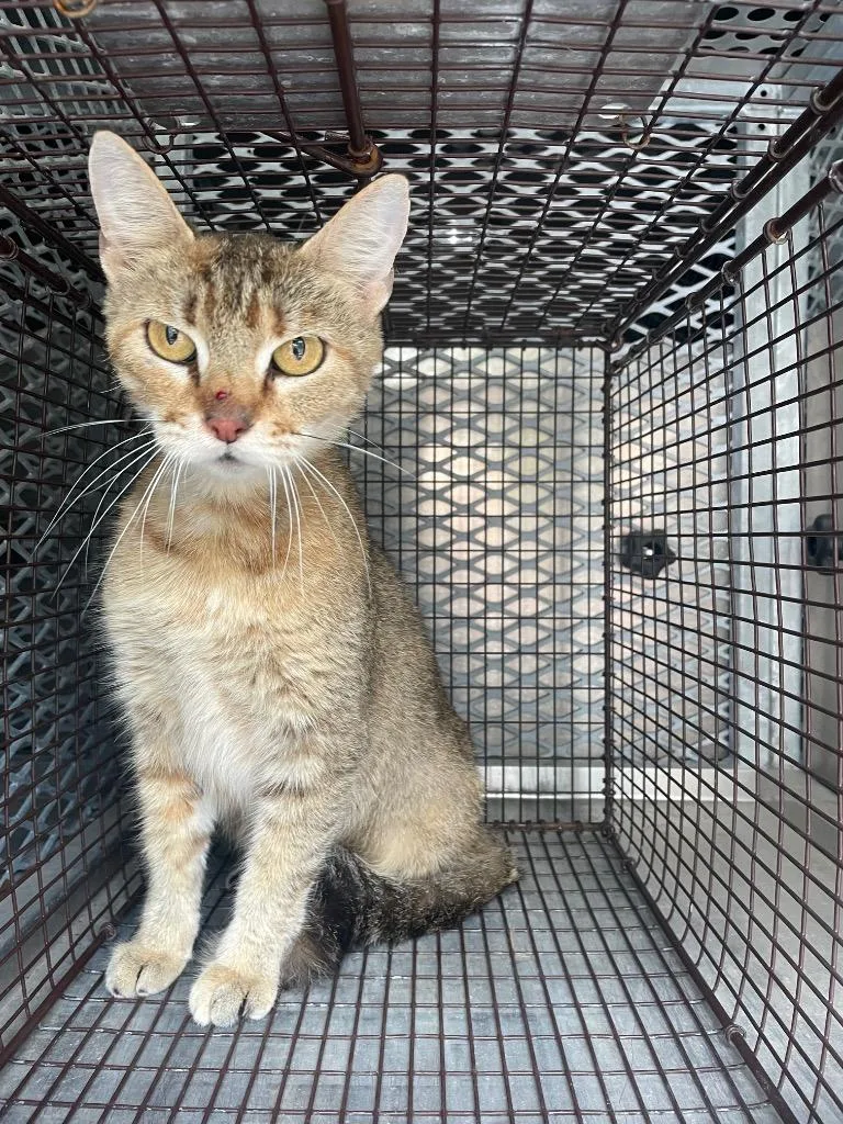A young medium-sized female Domestic Short Hair cat named Trudy for adoption in New Braunfels, TX