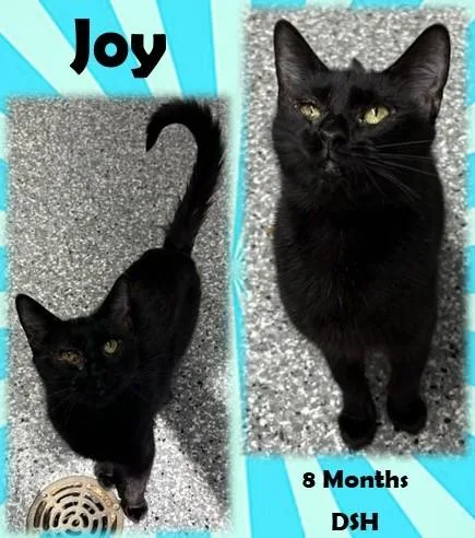 A young medium-sized female Black Domestic Short Hair cat named Joy for adoption in Franklin, IN