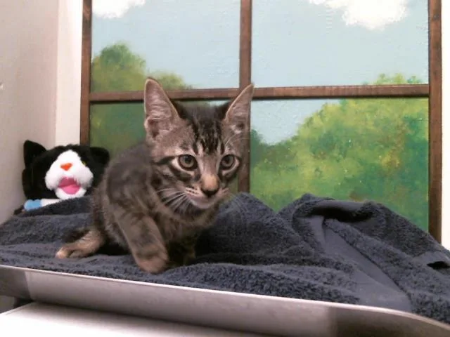 A baby small-sized male Domestic Short Hair cat named Meowstro for adoption in Houston, TX