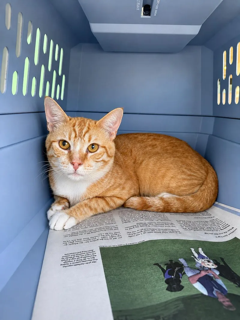 An adult medium-sized male Orange & White Domestic Short Hair cat named Pumpkin N for adoption in Fresno, CA