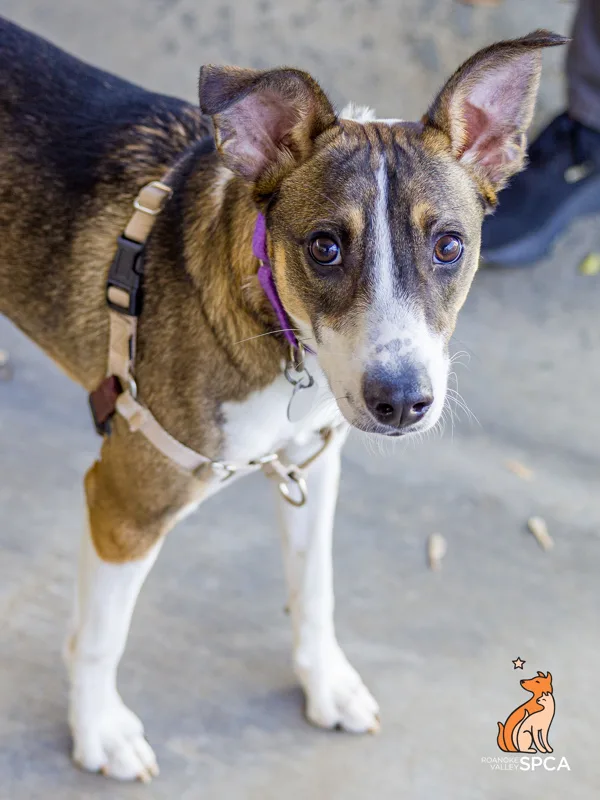 A young medium-sized male Feist dog named Rusty for adoption in Roanoke, VA