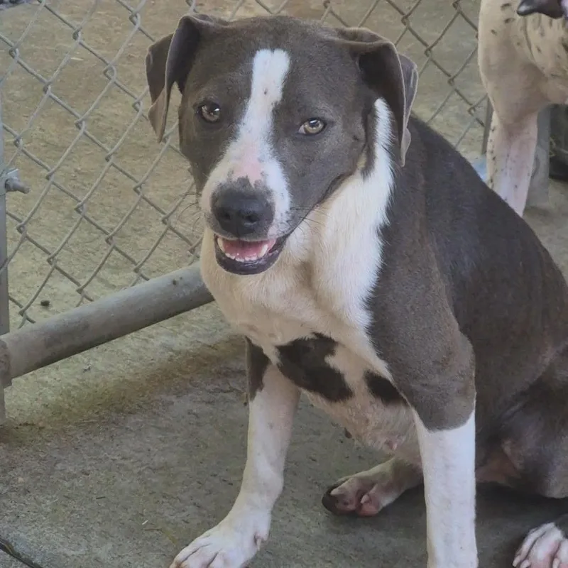 An adult medium-sized female Gray / Blue / Silver Mixed Breed dog named Gemini for adoption in Huntington, WV