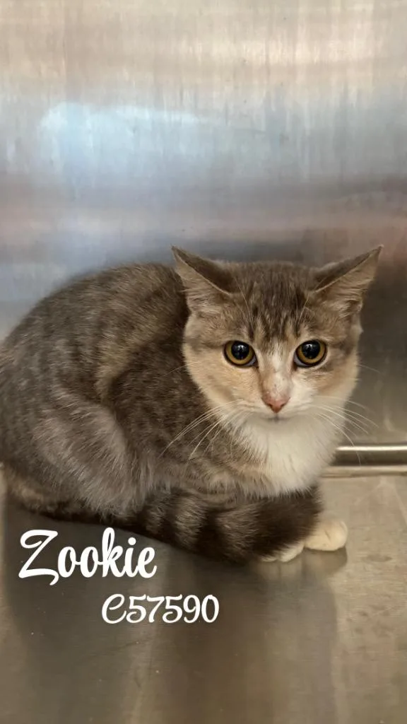 Zookie
