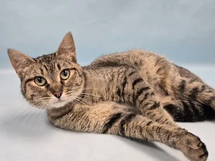 An adult small-sized female Domestic Short Hair cat named Sweetheart for adoption in Coon Rapids, MN