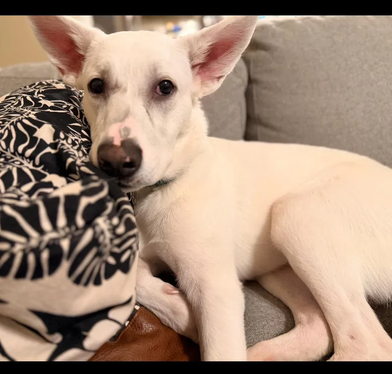 A young medium-sized male White / Cream Great Pyrenees dog named Francis My Fee for adoption in Columbia, MD