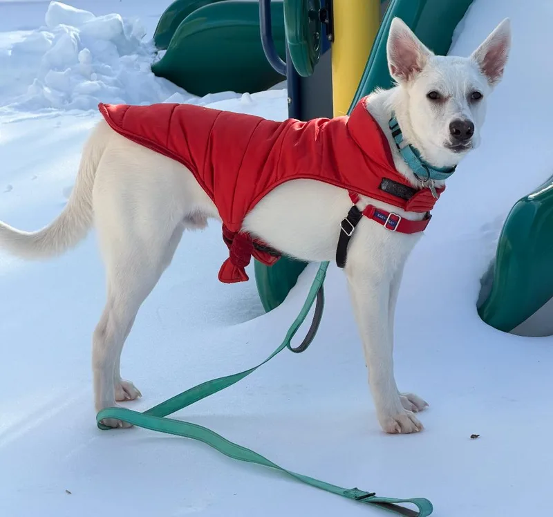 Francis  My Fee thumbnail 5