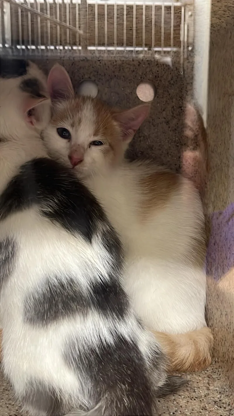 A young medium-sized female White Domestic Short Hair cat named Unknown for adoption in Burgaw, NC
