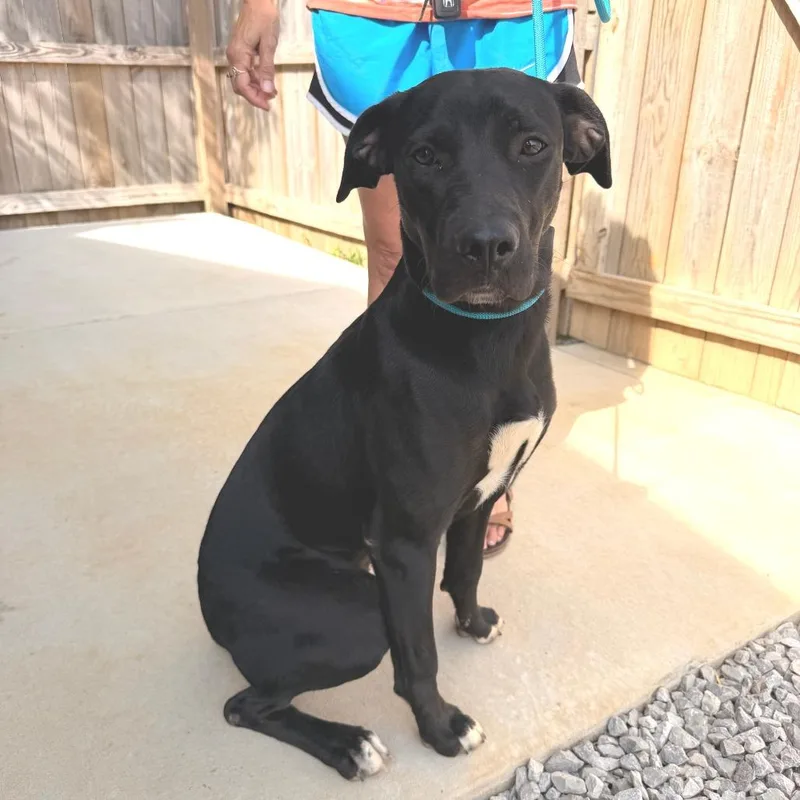 A young medium-sized female Black Labrador Retriever dog named Peep for adoption in Novelty, OH