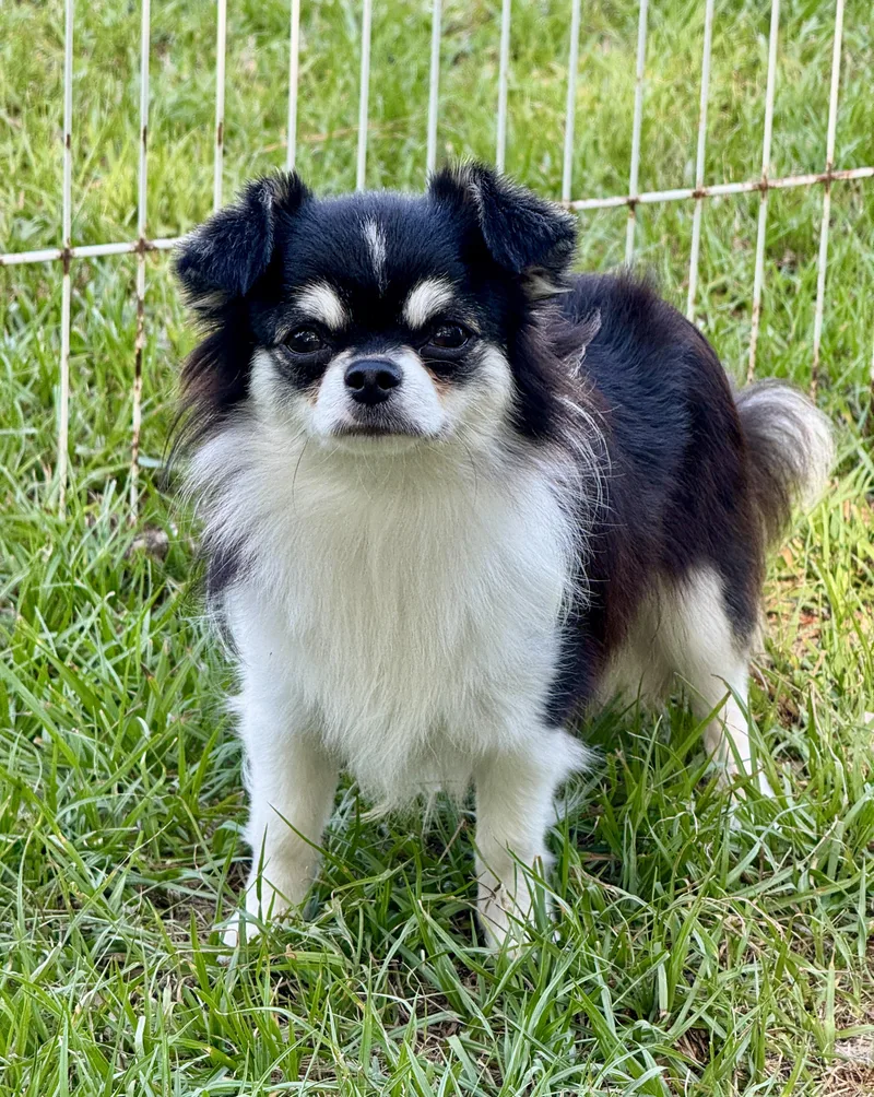 A baby small-sized male Chihuahua dog named Ziggy for adoption in Lucedale, MS