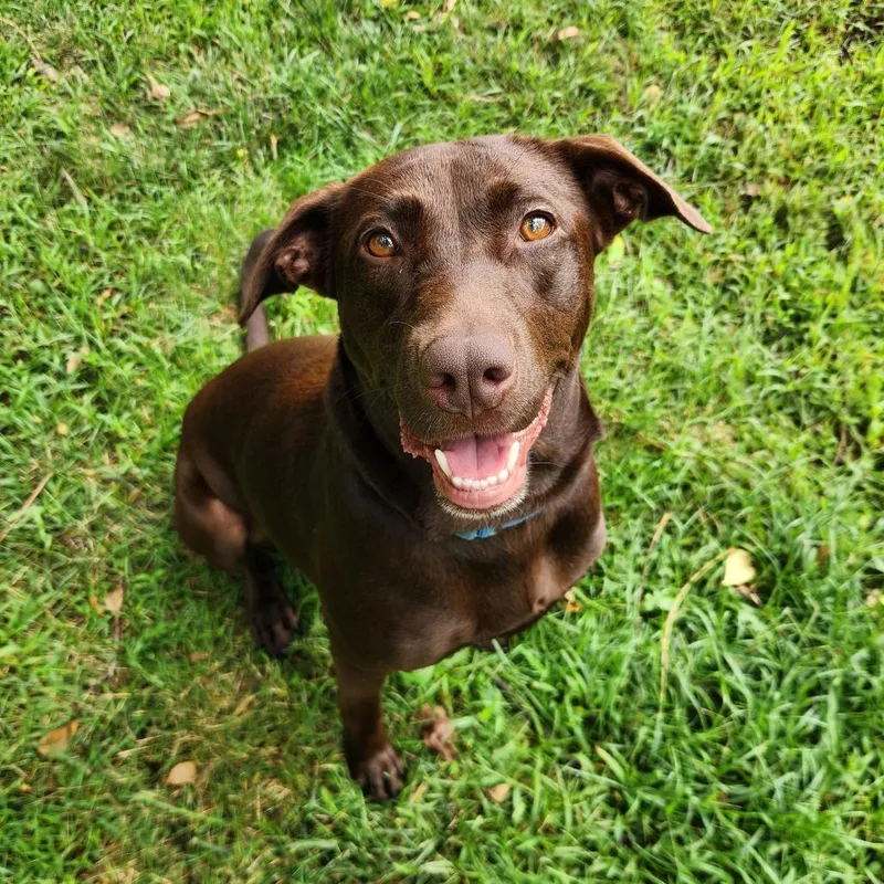 Brownie
