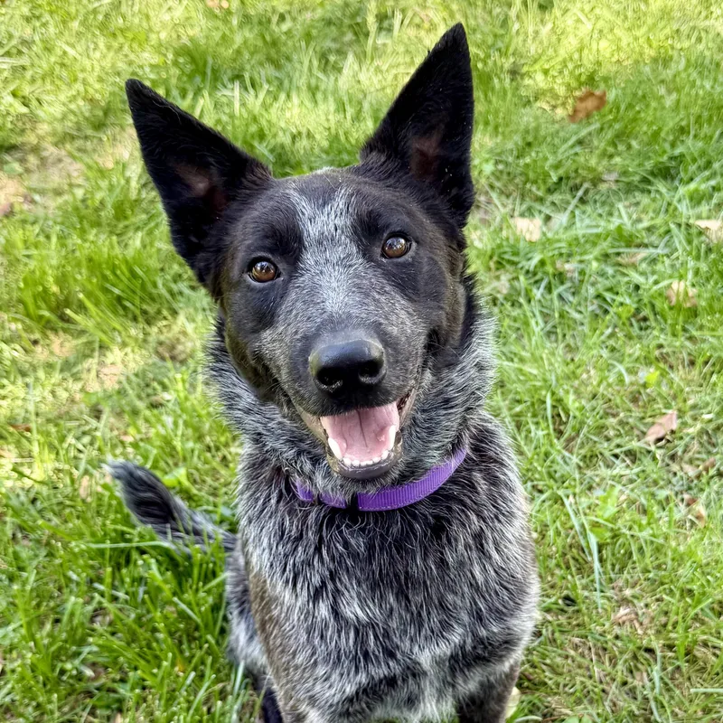 A young medium-sized male Gray / Blue / Silver Australian Cattle Dog / Blue Heeler dog named Bo for adoption in Murphysboro, IL