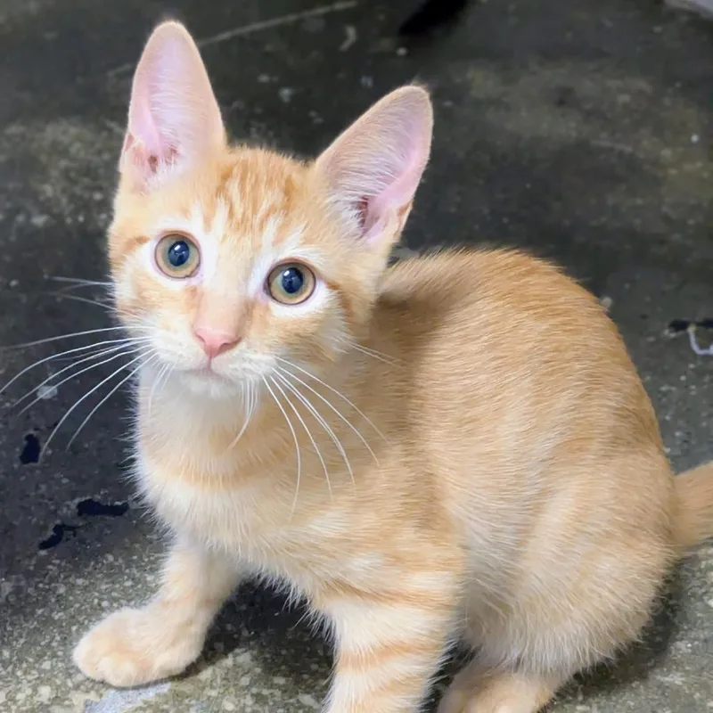 A baby small-sized male Orange / Red Domestic Short Hair cat named Sebastian for adoption in Los Angeles, CA