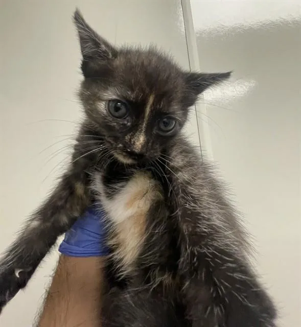 A baby small-sized female Domestic Short Hair cat named Nova for adoption in Ontario, CA