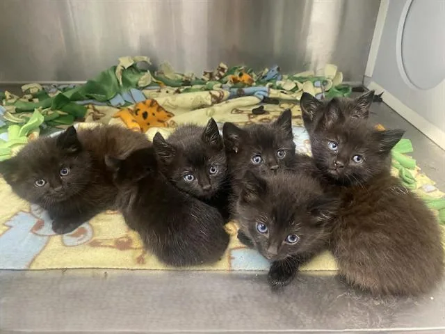 A baby small-sized male Domestic Short Hair cat named Trenton for adoption in Tustin, CA