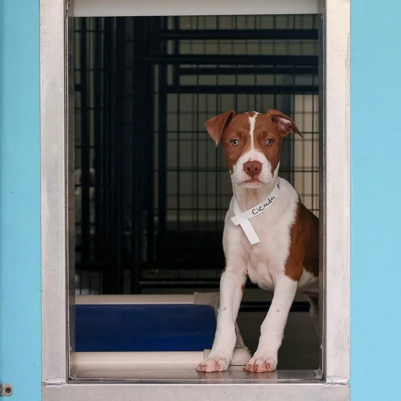 A baby medium-sized male Brown / Chocolate Pit Bull Terrier dog named Cicada for adoption in Bradenton, FL
