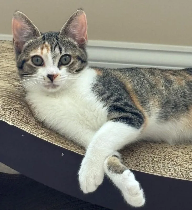 A young medium-sized female Torbie Domestic Short Hair cat named Charlemayne for adoption in Marietta, GA