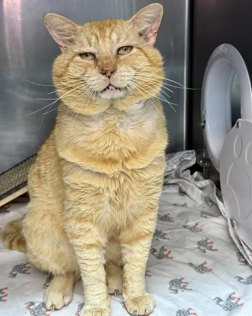 An adult large-sized male Domestic Short Hair cat named Don Vito The Mob for adoption in Fort Walton Beach, FL