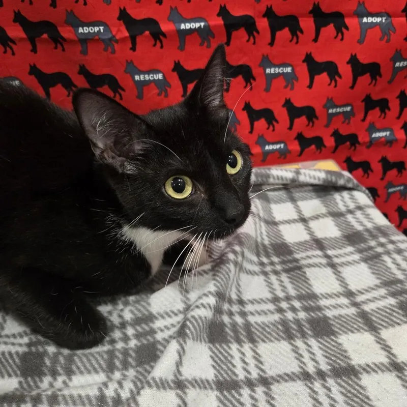 A young medium-sized female Black Domestic Short Hair cat named Bunnie for adoption in Washburn, MO