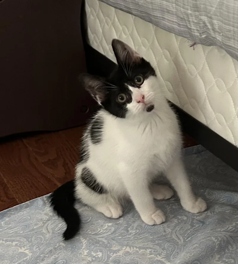 A baby medium-sized male Black & White / Tuxedo Domestic Short Hair cat named Franklyn for adoption in Salt Point, NY