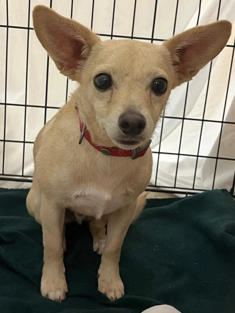 An adult small-sized male Chihuahua dog named Sven for adoption in New Braunfels, TX