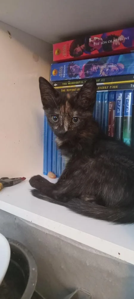 A baby small-sized female Domestic Short Hair cat named Robyn for adoption in Yuma, AZ