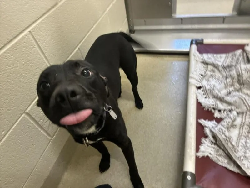 A young medium-sized male Pit Bull Terrier dog named Hayes for adoption in Chapel Hill, NC