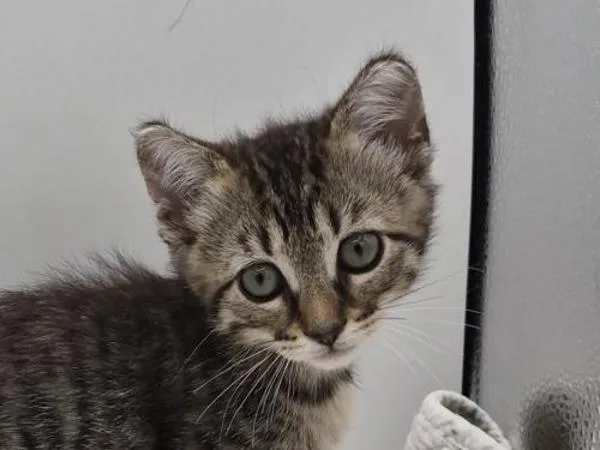 A baby small-sized female Domestic Short Hair cat named Zeppole for adoption in Portland, OR