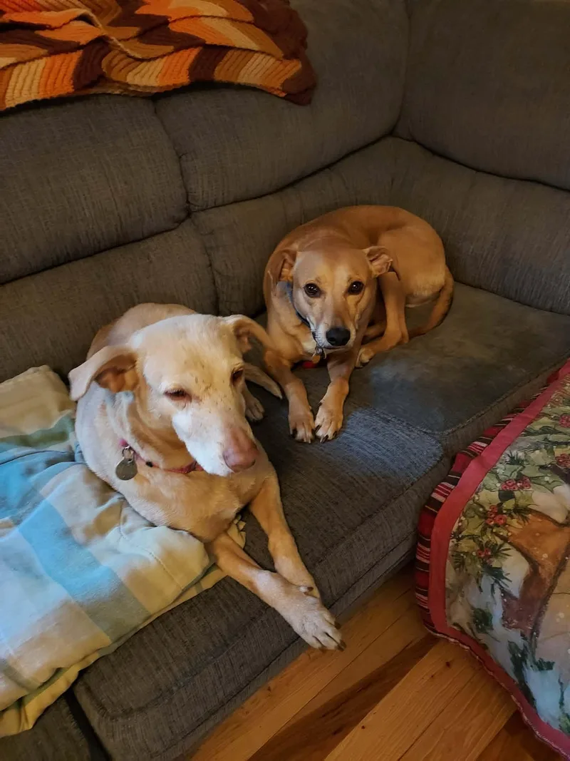 An adult medium-sized female Labrador Retriever dog named Emmie for adoption in Springfield, VT
