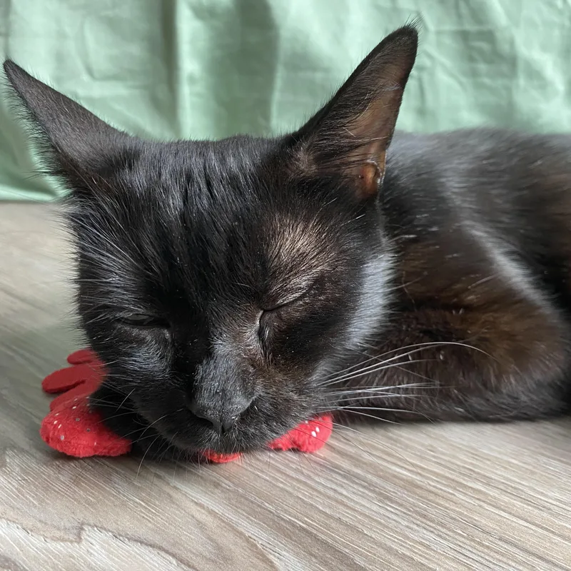 A baby medium-sized female Black Domestic Short Hair cat named Mama Haggis for adoption in Bryan, TX