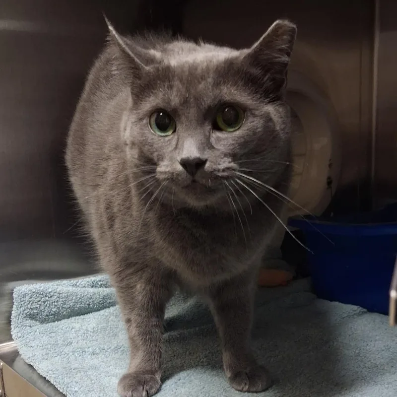 A senior large-sized female Gray / Blue / Silver Domestic Short Hair cat named Gracie for adoption in York, PA
