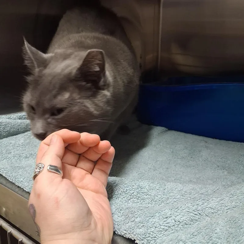 Gracie thumbnail 2