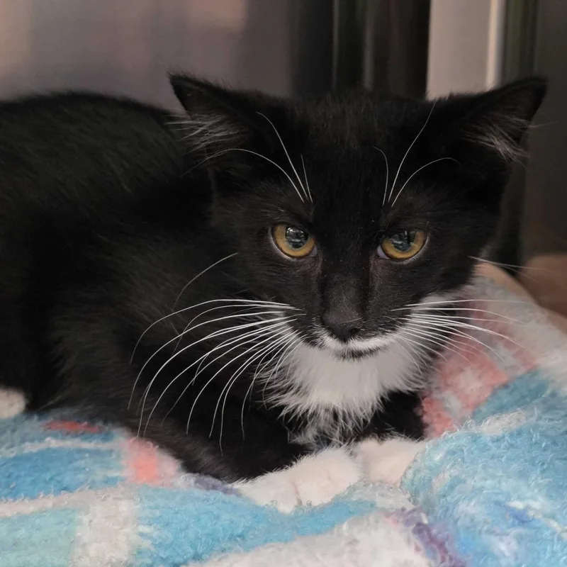 A baby small-sized male Black Domestic Short Hair cat named Jack for adoption in Falls Church, VA