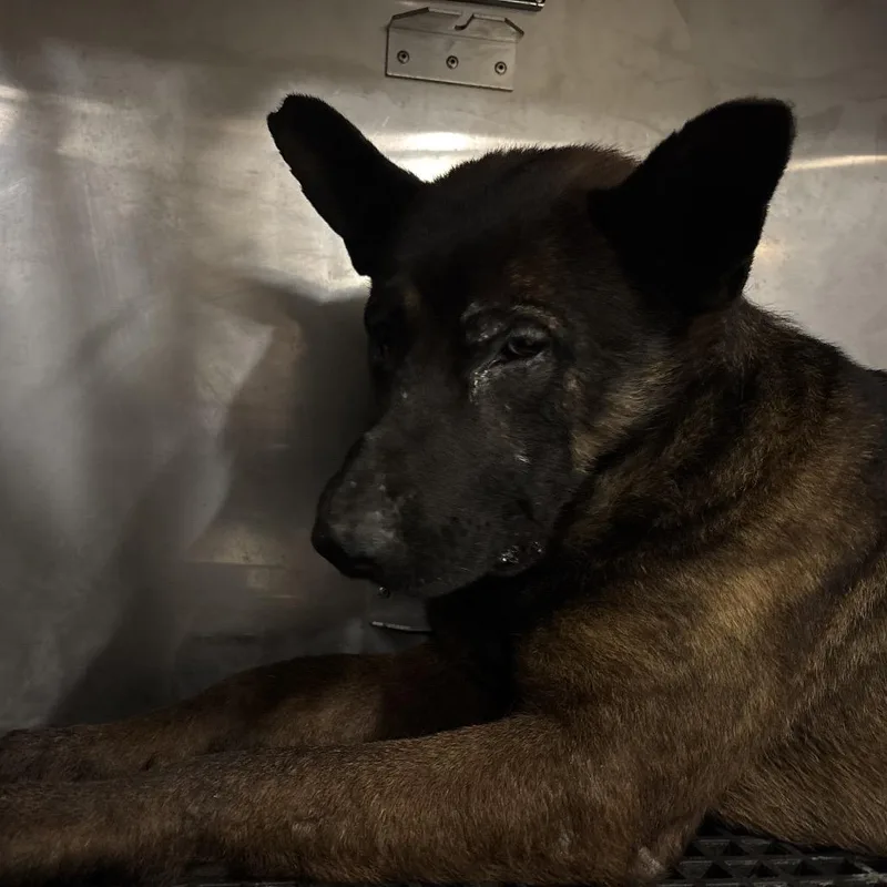 An adult large-sized male Brown / Chocolate Mixed Breed dog named Crow for adoption in Bartlett, TN