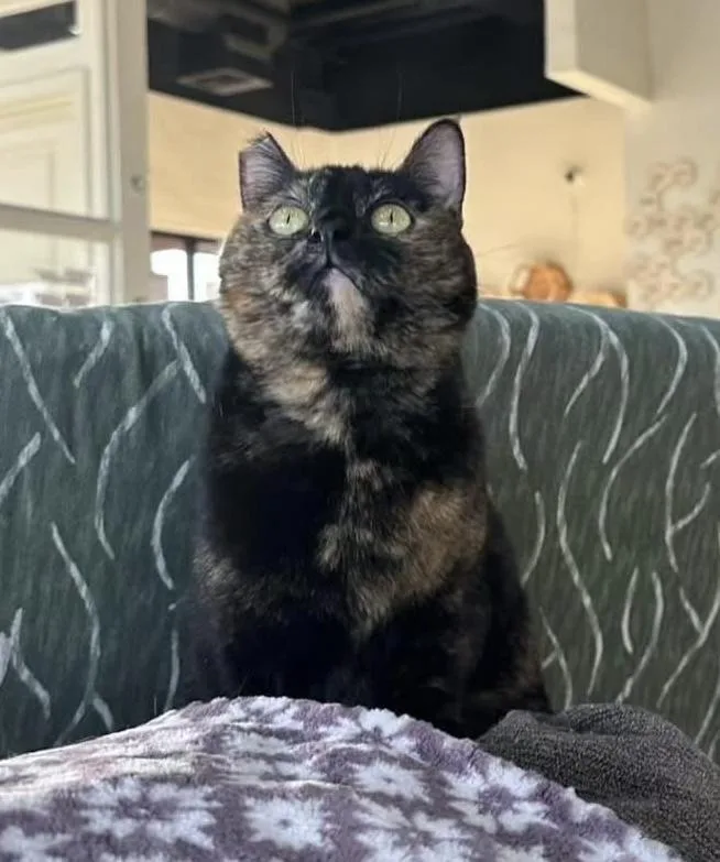 An adult large-sized female Domestic Short Hair cat named Coco for adoption in tucson, AZ