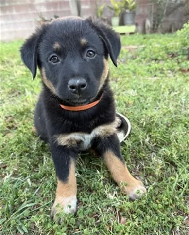 A baby small-sized female Australian Cattle Dog / Blue Heeler dog named Butterfly for adoption in Riverside, CA