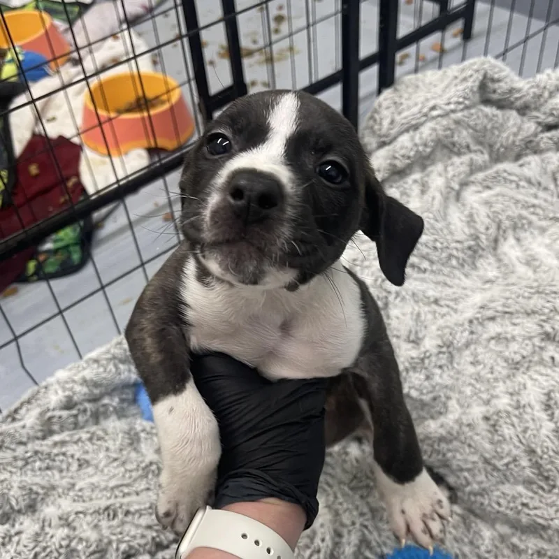 A baby small-sized female Black Hound dog named Martha for adoption in Henderson, KY