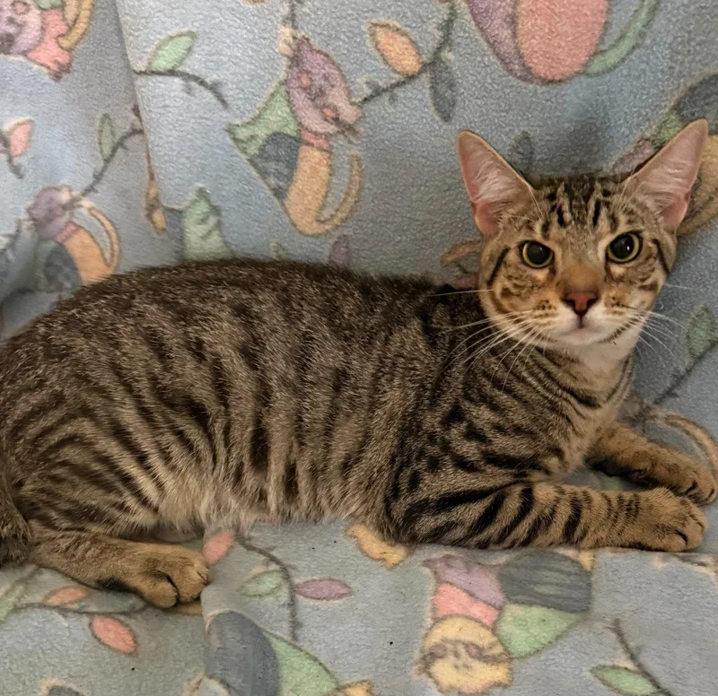 A baby medium-sized male Tabby (Brown / Chocolate) Domestic Short Hair cat named Bolly for adoption in Raleigh, NC