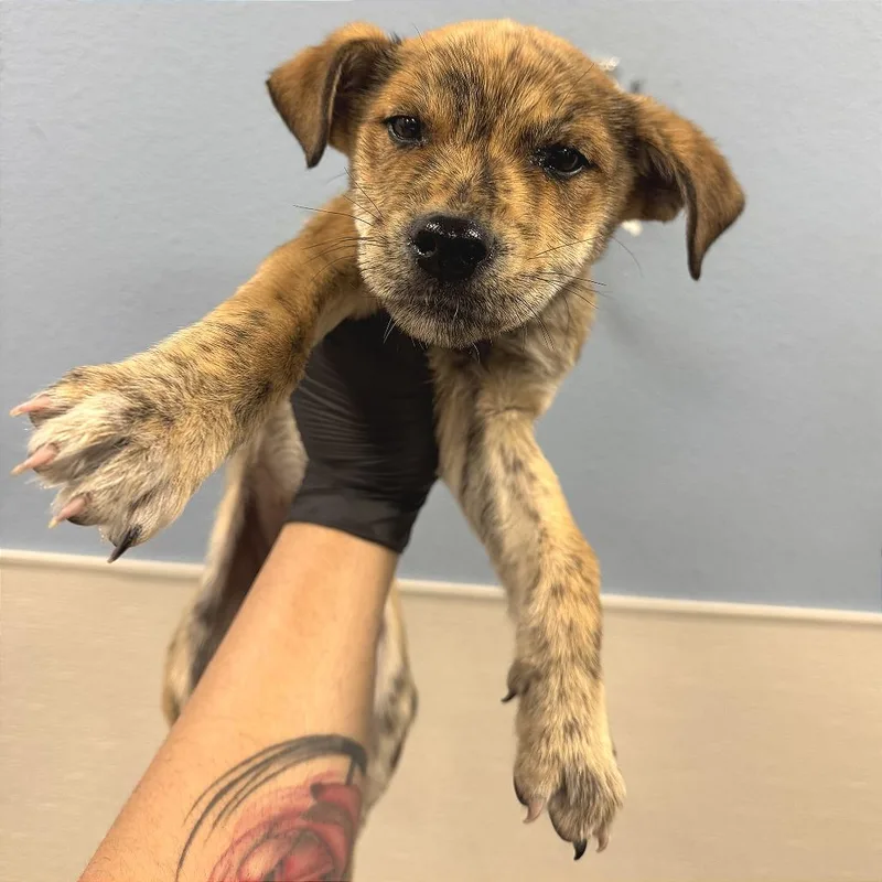 A baby small-sized male Yellow / Tan / Blond / Fawn Mixed Breed dog named 107229 for adoption in Las Cruces, NM