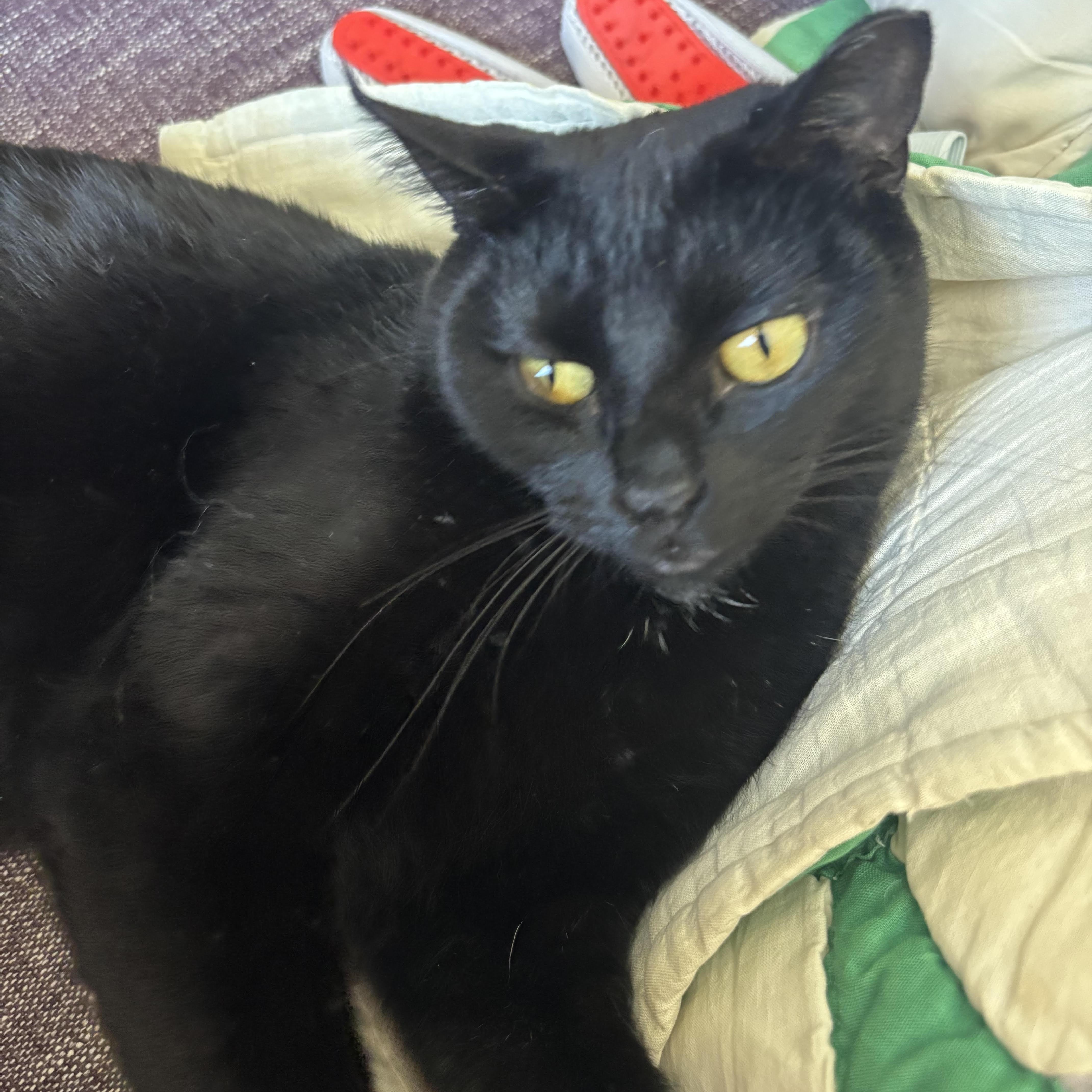 A young medium-sized female Black Domestic Short Hair cat named Heiress for adoption in Chicago, IL