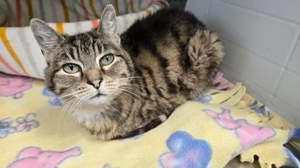An adult small-sized female Domestic Short Hair cat named Lazarus for adoption in Pendleton, OR