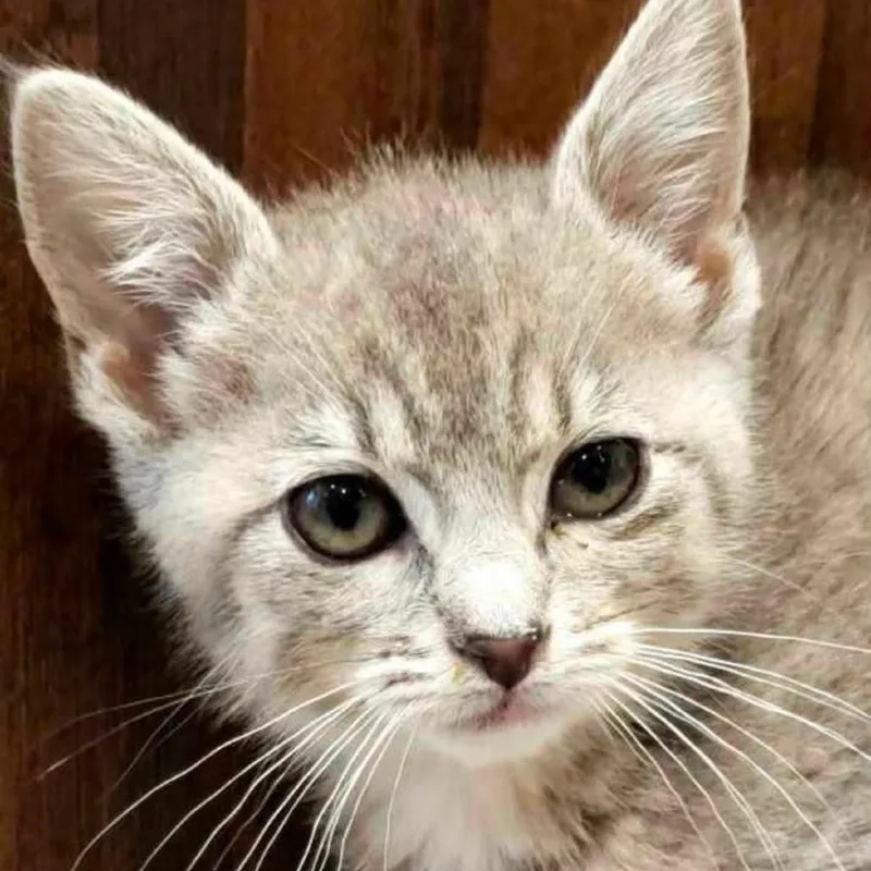 A baby small-sized female Gray / Blue / Silver Domestic Short Hair cat named Clover for adoption in Overland Park, KS